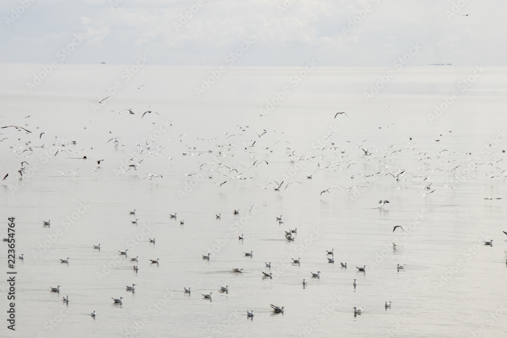 Seagulls are resting after the fishing boat left Seagulls are resting after the fishing boat left