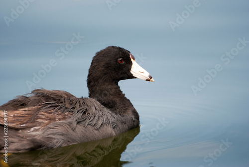 Swimming Duck