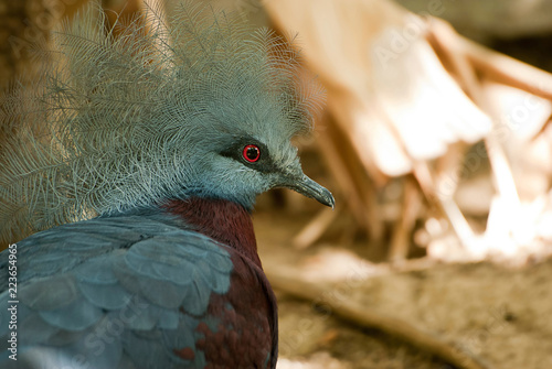 Vibrant Bird