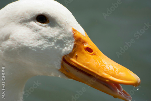 Laughing Duck