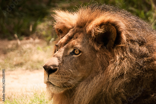 Lion