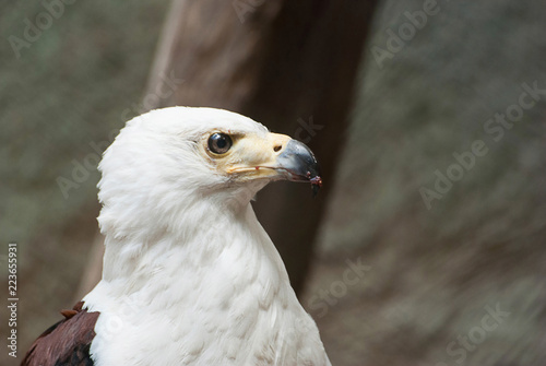 Feeding Eagle