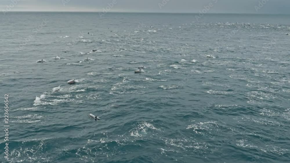 Dolphins swimming in ocean Dolphins swimming in ocean