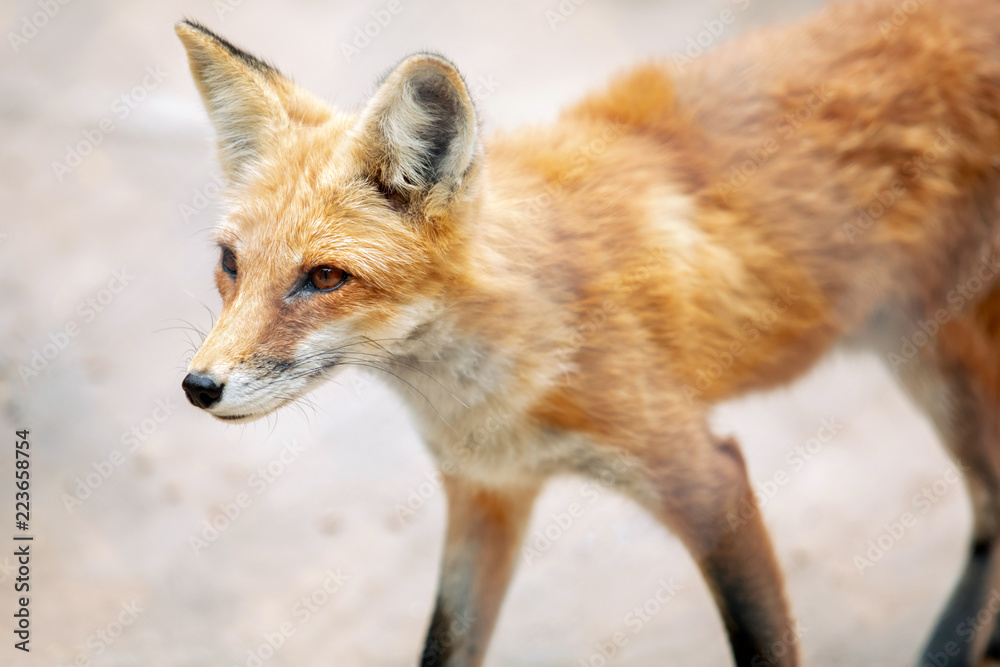 Fototapeta premium Zbliżenie Red Fox