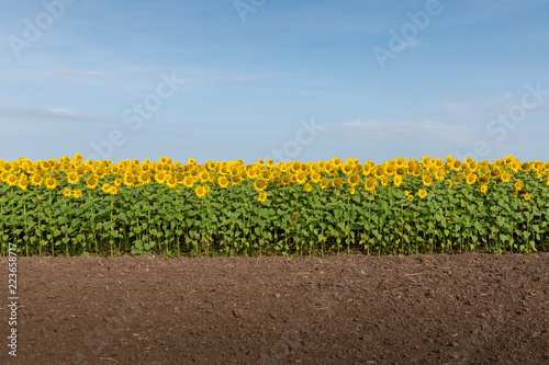 Fototapeta Naklejka Na Ścianę i Meble -  Sunflowers, Land, and Blue Sky