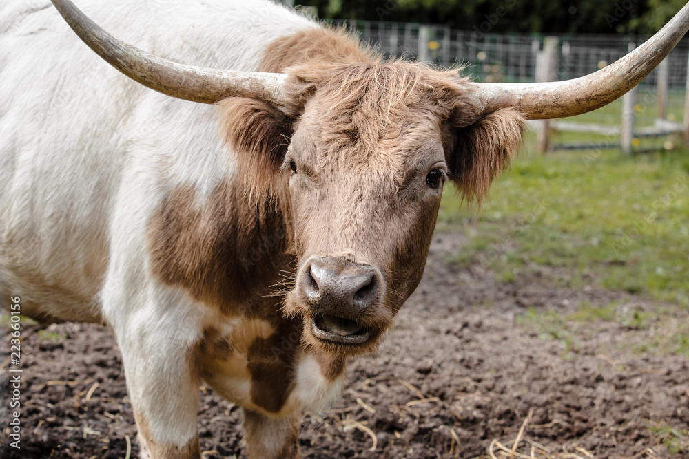 Cattle with horns grazing on farm Cattle with horns grazing on farm