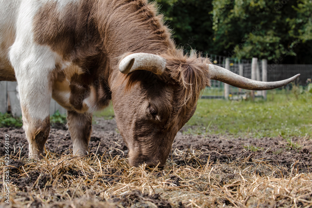 Fototapeta premium Cattle with horns grazing on farm