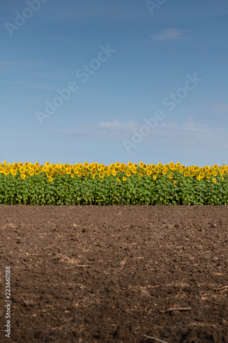 Fototapeta Naklejka Na Ścianę i Meble -  Sunflowers, Land, and Blue Sky