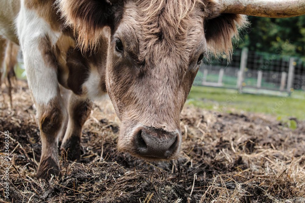 Fototapeta premium Cattle with horns grazing on farm