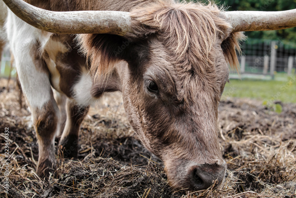 Fototapeta premium Cattle with horns grazing on farm