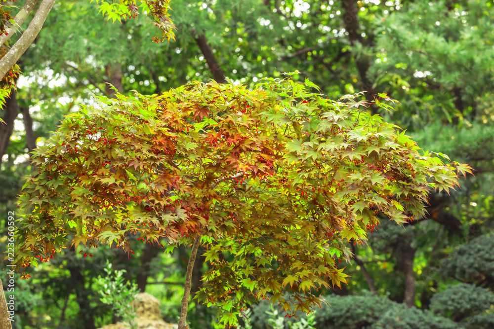 Green maple leaves for natural background Green maple leaves for natural background