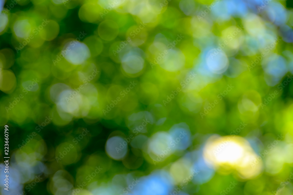 Obraz premium Bokeh background cause of light pass thru the leaves trees
