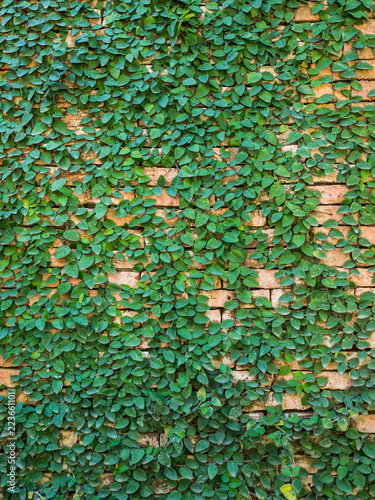Green leaves on brick wall
