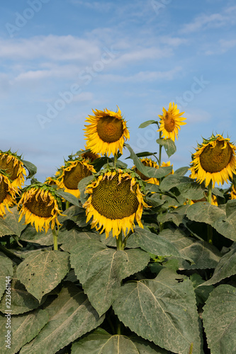Fototapeta Naklejka Na Ścianę i Meble -  Sunflowers and Blue Sky