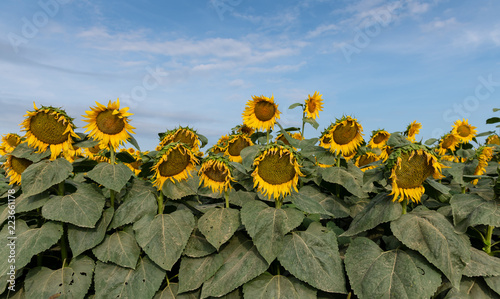 Fototapeta Naklejka Na Ścianę i Meble -  Sunflowers and Blue Sky