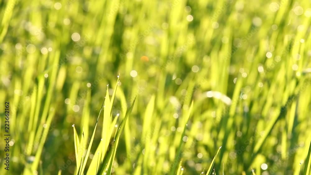 Grass leaves with sunlight, Chiangmai Thailand Grass leaves with sunlight, Chiangmai Thailand