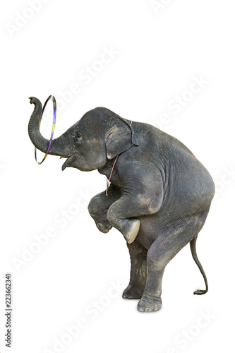 Elephants play Hula Hoop