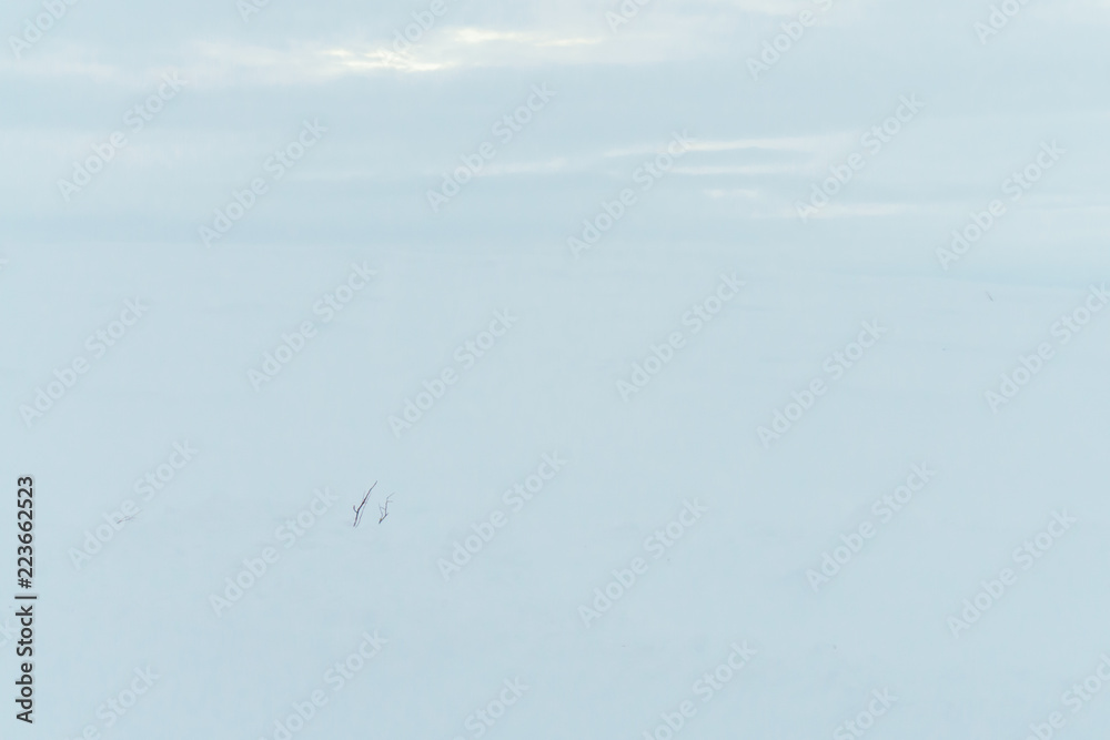 endless land under snow during a cold winter in the north where only small shrubs survived in the earth