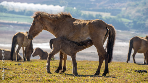 The wild horses playing and relax on yellow grass   in Suoi Vang valley   golden valley  a farmous tousim in Dalat ciity