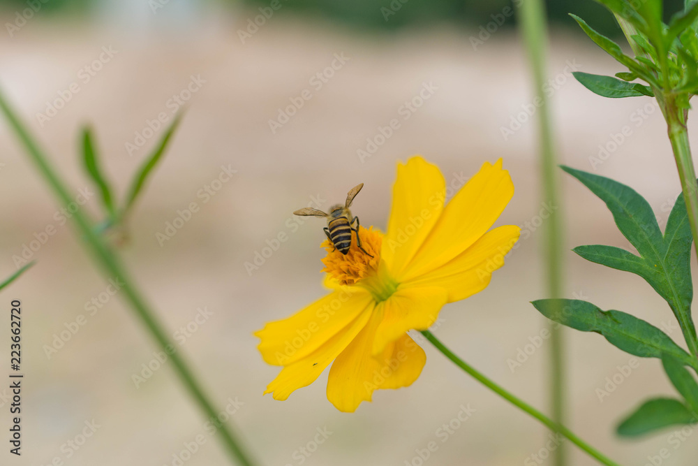 黄色 花 花粉 蜂 コスモス 綺麗 Stock Photo Adobe Stock