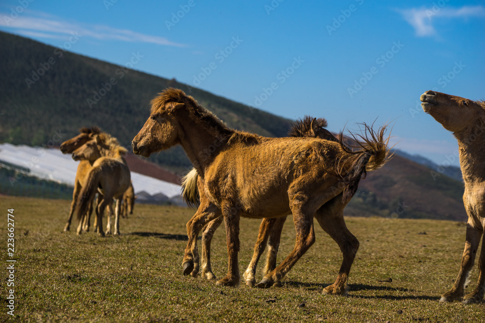 Naklejka premium group of wild horses in Golden valley- Suoi vang valley -a famous eco-tourism area near by Da Lat city- Lam Dong - viet nam