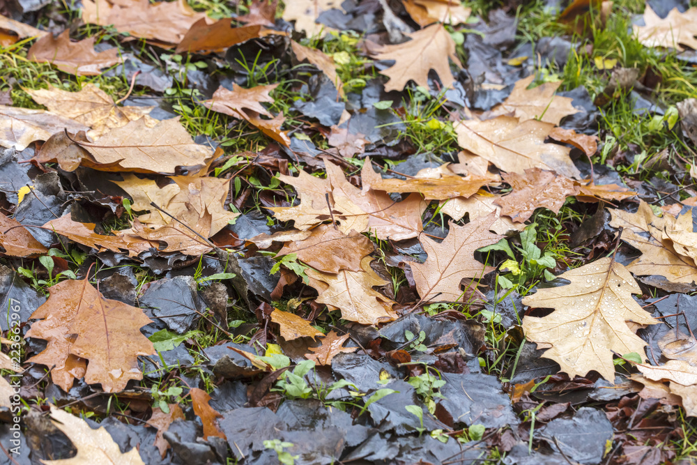 wet weathered maple leaves on the ground during fall season. natural background wet weathered maple leaves on the ground during fall season. natural background