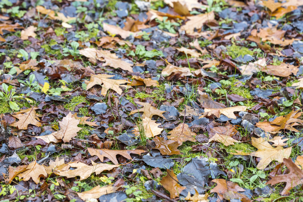 ground covered with wet colorful maple leaves. natural pattern
