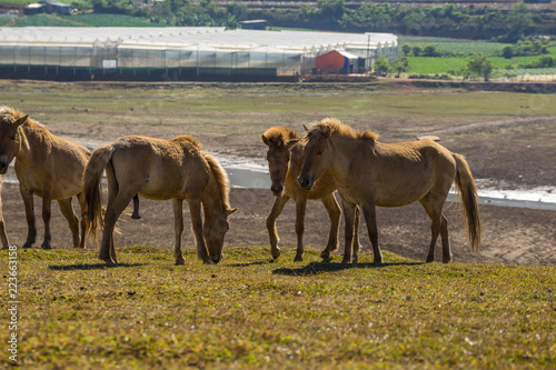 group of wild horses in Golden valley- Suoi vang valley -a famous eco-tourism area near by Da  Lat city- Lam Dong - viet nam photo