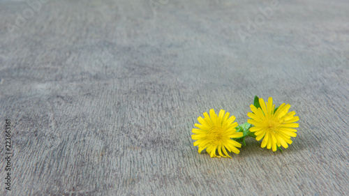 Fototapeta Naklejka Na Ścianę i Meble -  Dandelion on old wooden table