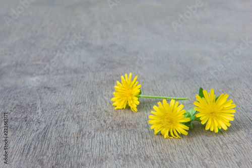 Fototapeta Naklejka Na Ścianę i Meble -  Dandelion on old wooden table