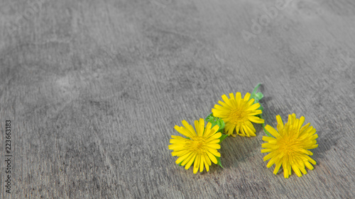 Fototapeta Naklejka Na Ścianę i Meble -  Dandelion on old wooden table