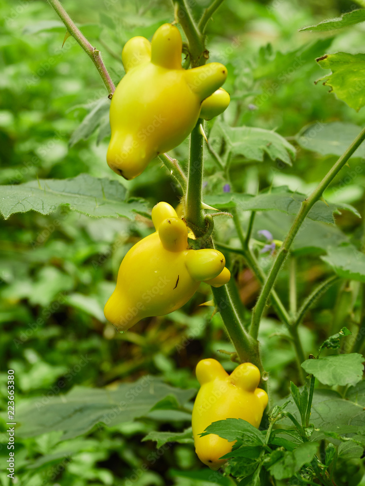 Obraz premium fancy eggplant beautiful