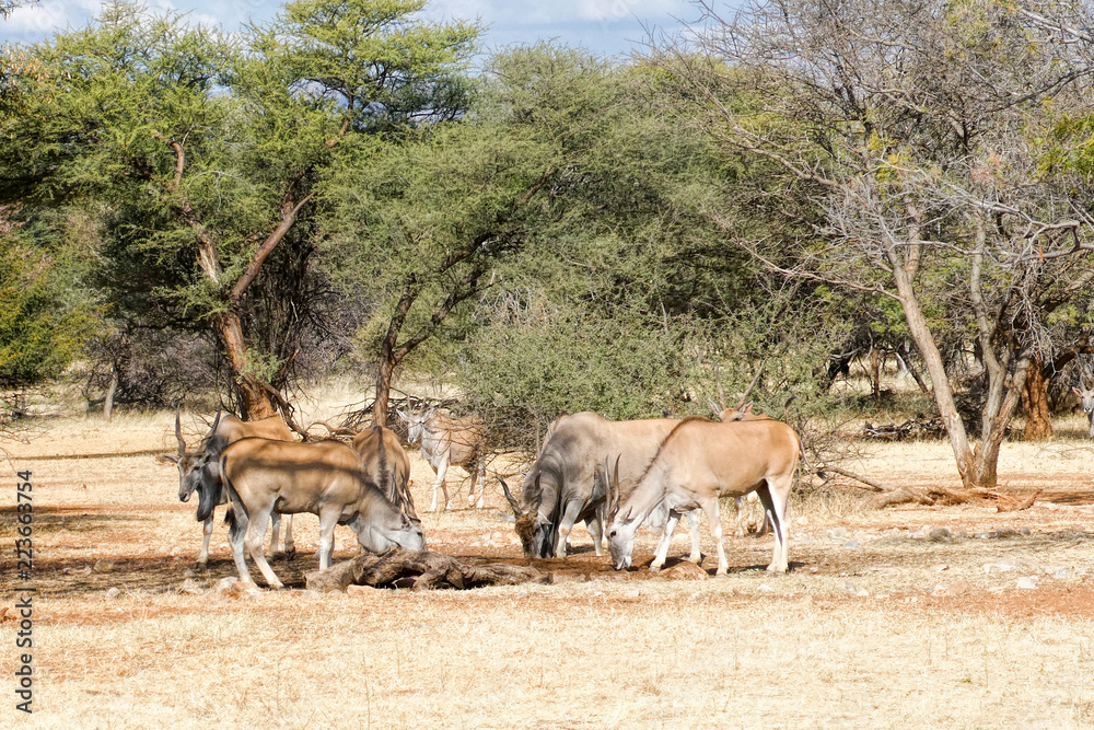 Fototapeta premium Elands Cape Namibia