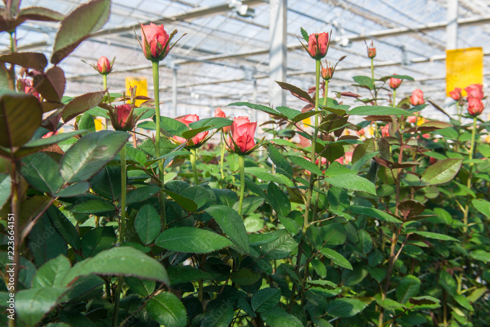 Fototapeta premium close-up of a rose on a blurred floral background in a greenhouse
