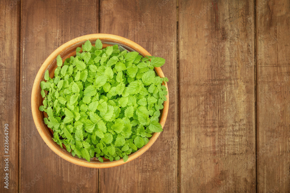 Overhead photo of fresh green lemon balm, melissa, in a pot with a place for text Overhead photo of fresh green lemon balm, melissa, in a pot with a place for text