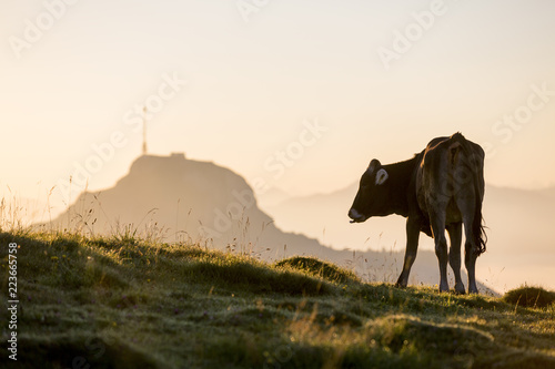 Fototapeta Naklejka Na Ścianę i Meble -  Kühe im Morgenlicht auf dem Alpsigel mit Hoher Kasten