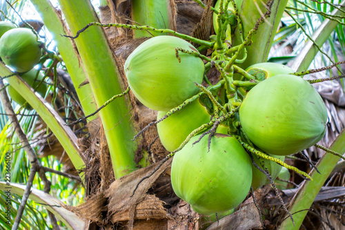 Fresh coconuts on the tree,Thailand.
