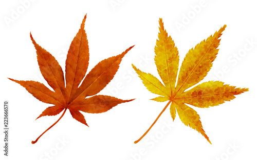 Watercolor autumn leaves isolated on white background