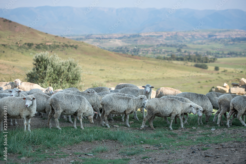 Obraz premium Merino Sheep