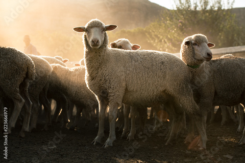 Merino Sheep photo