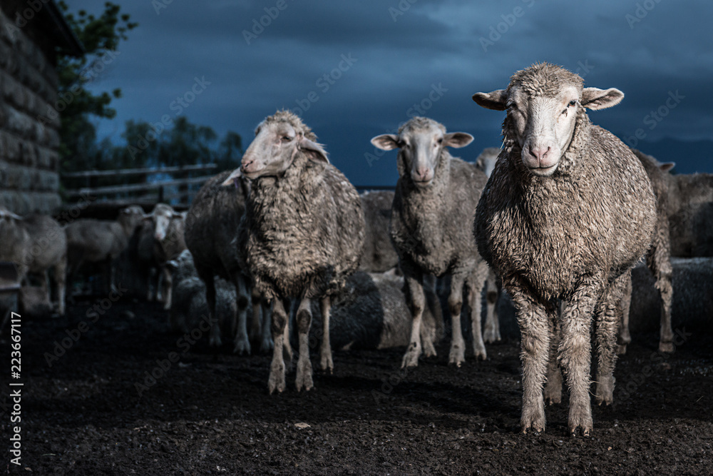 Obraz premium Merino Sheep