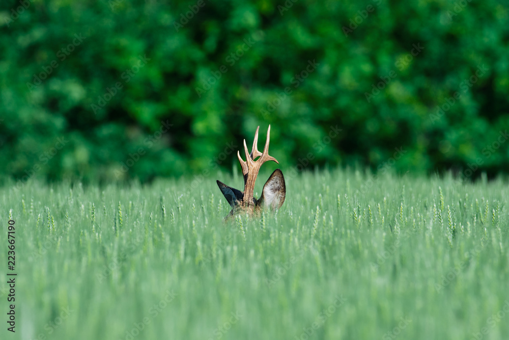 Fototapeta premium European roe deer in a wheat field