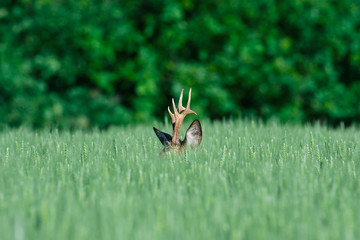 Fotobehang Ree Europese ree in tarweveld  © zorandim75