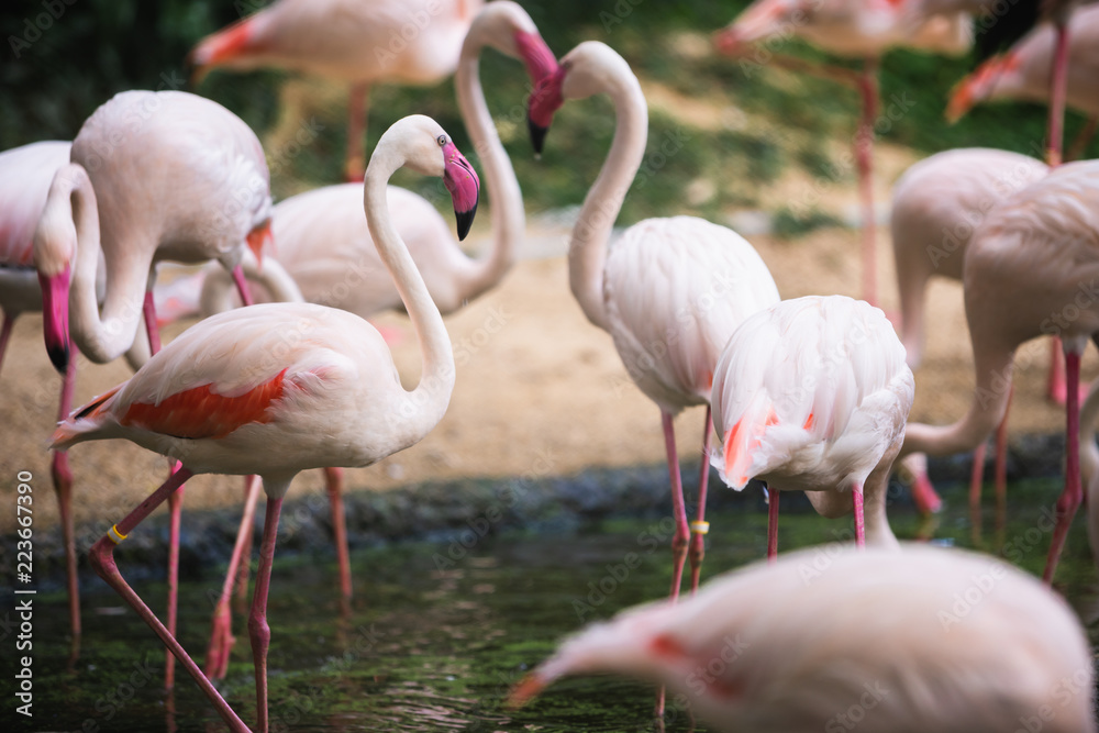 Flamingo bird day life with pond and trees in Dusit zoo, Bangkok.