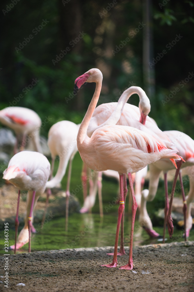 Flamingo bird day life with pond and trees in Dusit zoo, Bangkok. Flamingo bird day life with pond and trees in Dusit zoo, Bangkok.
