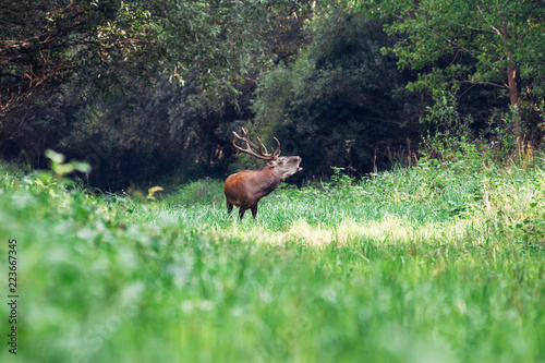 Roaring of majestic powerful adult red deer stag in green forest