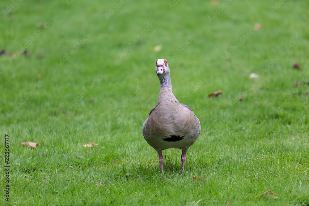 Bird on field Bird on field