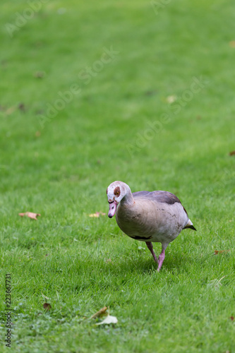 Bird on field