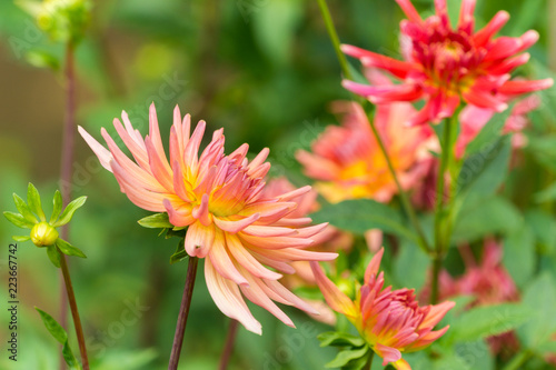Fototapeta Naklejka Na Ścianę i Meble -  Kaktusdahlie (Asteraceae) an einem Sommermorgen.