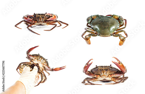 Fresh crabs in hand and gesture of sea crab on the white background.